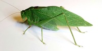 Microcentrum retinerve