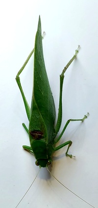 Microcentrum retinerve