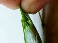 Microcentrum retinerve
