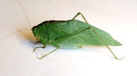 Microcentrum retinerve