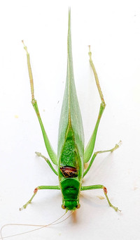 Microcentrum retinerve
