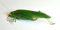 Montezumina modesta