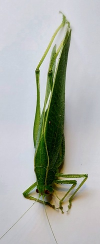 Montezumina modesta