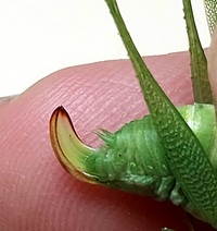 Montezumina modesta