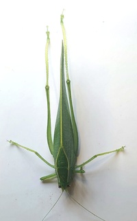 Montezumina modesta