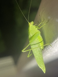 Montezumina modesta