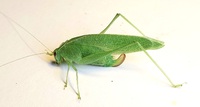 Montezumina modesta