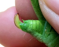 Montezumina modesta