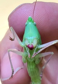 Neoconocephalus palustris