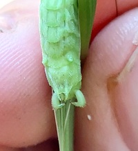 Neoconocephalus palustris