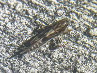 Neotridactylus apicialis