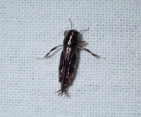 Neotridactylus apicialis