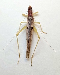 Neoxabea bipunctata