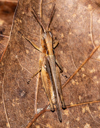 Orphulella pelidna