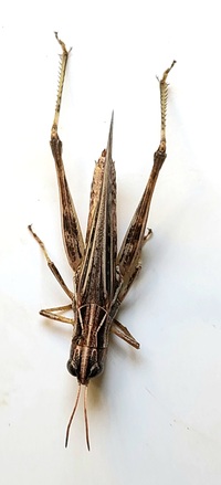 Orphulella pelidna