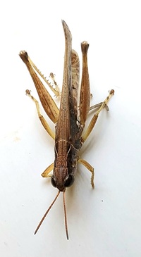 Orphulella pelidna