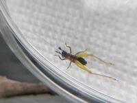 Phyllopalpus pulchellus