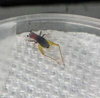 Phyllopalpus pulchellus