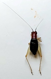 Phyllopalpus pulchellus