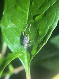 Phyllopalpus pulchellus