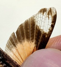 Psinidia fenestralis
