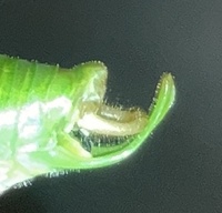 Scudderia septentrionalis