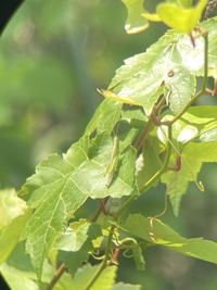 Stenacris vitreipennis