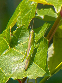 Stenacris vitreipennis