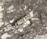 Trimerotropis saxatilis