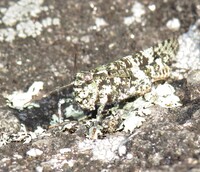 Trimerotropis saxatilis