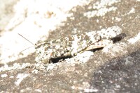 Trimerotropis saxatilis