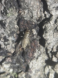 Velarifictorus micado
