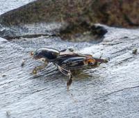 Neotridactylus apicialis