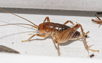 Ceuthophilus unidentified species