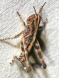 Orphulella pelidna