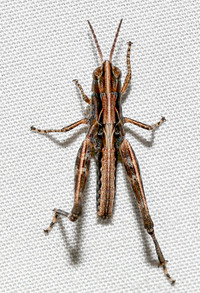 Orphulella pelidna