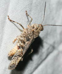 Spharagemon cristatum