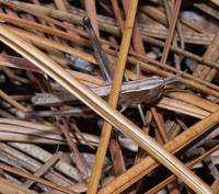 Syrbula admirabilis
