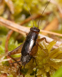 Neonemobius palustris
