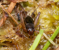 Neonemobius palustris