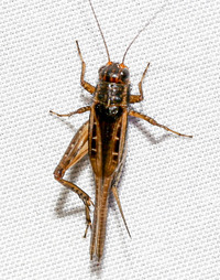 Allonemobius socius