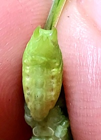 Amblycorypha unidentified species