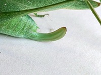 Amblycorypha arenicola