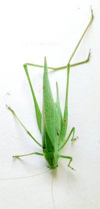 Amblycorypha arenicola