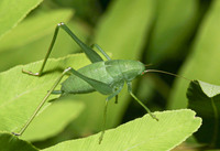 Amblycorypha unidentified species