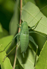 Amblycorypha unidentified species