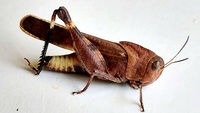 Arphia xanthoptera