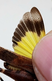 Arphia xanthoptera