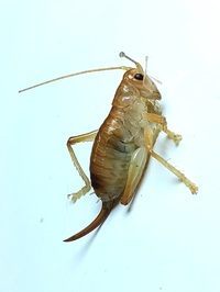 Camptonotus carolinensis