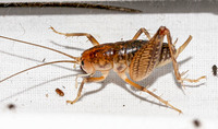 Ceuthophilus unidentified species